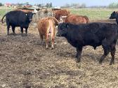 Angus, Angus x Hereford veislės buliukai - nuotraukos Nr. 7