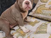 American bully pocket