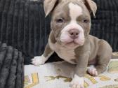 American bully pocket - nuotraukos Nr. 2