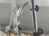 Unikalus akvariumas - nuotraukos Nr. 4