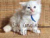 Sibiro kačiukai - nuotraukos Nr. 4