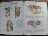 Prometheus anatomijos atlasas - nuotraukos Nr. 2