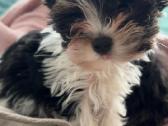 Byver (Bywer) Biever Terrier Berniukai - nuotraukos Nr. 3