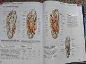 Prometheus anatomijos atlasas - nuotraukos Nr. 6
