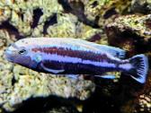 Malanochromis Auratus ciklidai - nuotraukos Nr. 3