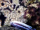 Malanochromis Auratus ciklidai