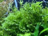 Nelepūs akvariumo augalai (rinkinys) - nuotraukos Nr. 3