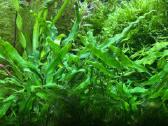Nelepūs akvariumo augalai (rinkinys) - nuotraukos Nr. 2