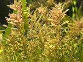Nelepūs akvariumo augalai (rinkinys) - nuotraukos Nr. 5