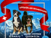 Apencelio zenenhundai - nuotraukos Nr. 11