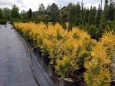 Tujos Yellow Ribbon - ryškiaspalvėms gyvatvorėms - nuotraukos Nr. 2