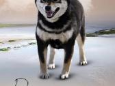 Shiba inu šuniukai “Imperatoriska svaja'' - nuotraukos Nr. 5