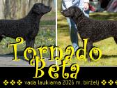Naujienos! Tornado Beta Garbanoti retriveriai