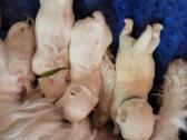 Vakarų Škotijos baltasis terjeras - nuotraukos Nr. 4