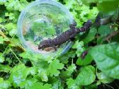 Mourning Gecko - Lepidodactylus lugubris - nuotraukos Nr. 3