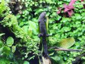 Mourning Gecko - Lepidodactylus lugubris