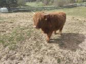 Parduodama Highland veislės telytė