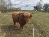 Parduodamos dvi Highland veislės karvės - nuotraukos Nr. 2