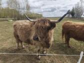 Parduodamos dvi Highland veislės karvės