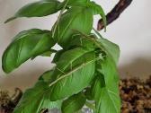 Terariumas 40x50x30 su viskuo 25eur