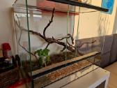 Terariumas 40x50x30 su viskuo 25eur - nuotraukos Nr. 2