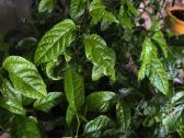Maracuja.pasiflora - nuotraukos Nr. 7