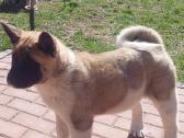 Amerikiečiu Akita šuniukai - nuotraukos Nr. 2