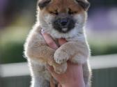 Shiba inu šuniukai “Imperatoriska svaja'' - nuotraukos Nr. 3