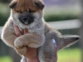 Shiba inu šuniukai “Imperatoriska svaja''