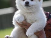 Shiba inu šuniukai “Imperatoriska svaja'' - nuotraukos Nr. 4