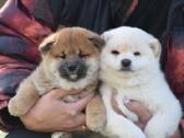 Shiba inu šuniukai “Imperatoriska svaja'' - nuotraukos Nr. 2