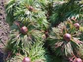 Parduodu pinavijas krapines, alijošių, bijūnus - nuotraukos Nr. 4