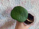 Hoya Ricardo