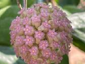 Hoya Ricardo - nuotraukos Nr. 3