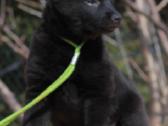 Šiperkas. Schipperke. Mažiausias pasaulio aviganis - nuotraukos Nr. 3