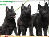 Šiperkas. Schipperke. Mažiausias pasaulio aviganis - nuotraukos Nr. 2