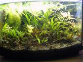 Akvariumai 45l ir 54l - nuotraukos Nr. 4