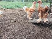 Veislinių vištų kiaušiniai ir viščiukai - nuotraukos Nr. 26