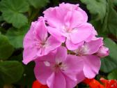 Pelargonijos - didelis pasirinkimas - nuotraukos Nr. 6