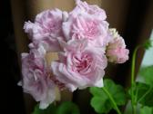 Pelargonijos - didelis pasirinkimas - nuotraukos Nr. 5