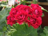 Rose of Bulgaria - nuotraukos Nr. 2