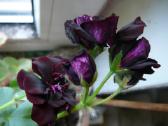 Royal black rose