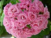 Svanland Pink - nuotraukos Nr. 15