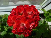 Pelargonijos - didelis pasirinkimas - nuotraukos Nr. 7