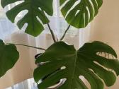 Monstera Deliciosa