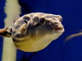 Tetraodon Fahaka (Fahaka pūsliažuvė) žuvis