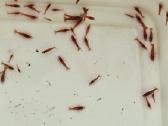 Red Cherry Krevetes