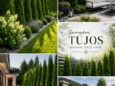 Nuostabios, vešlios tujos Smaragd 140-160 cm