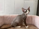 Devon Rex