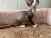 Devon Rex - nuotraukos Nr. 6